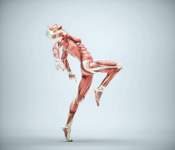 istock Muscular system of a man dancing 1365371179
