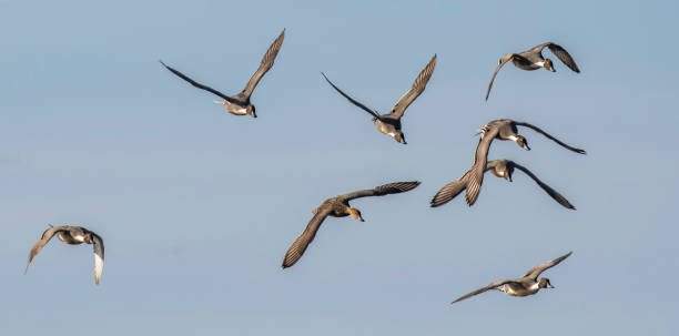 istock Pintails To You 1365371190