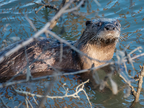 An Otter pauses on a log in a River to check for observers