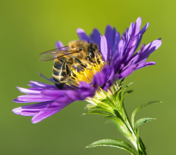 istock bee or honeybee in Latin Apis Mellifera on blue flower 1365371384