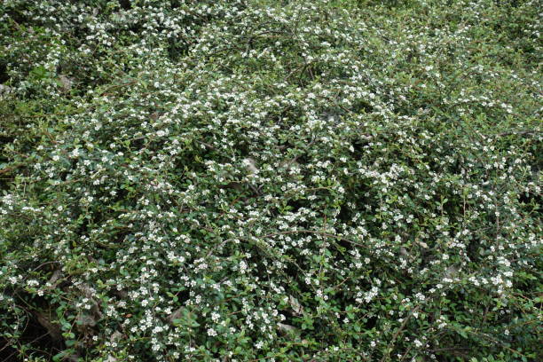 Plenty of white flowers of rock cotoneaster in mid May Plenty of white flowers of rock cotoneaster in mid May cotoneaster stock pictures, royalty-free photos & images