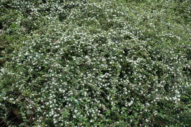 Plenty of white flowers of rock cotoneaster in mid May