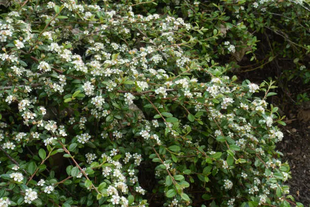 Mass of small white flowers of rock cotoneaster in mid May