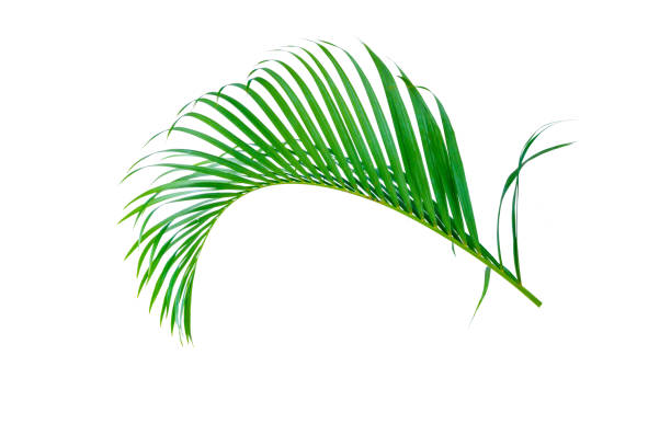 istock Palm leaves The green leaves of palm trees rests on white background. 1365373337