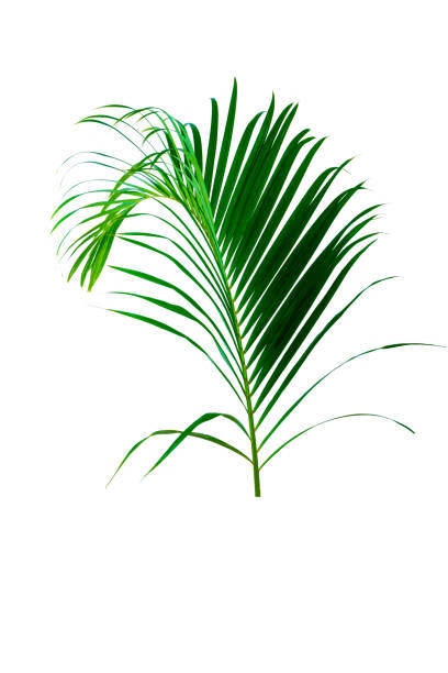 istock Palm leaves The green leaves of palm trees rests on white background. 1365373427
