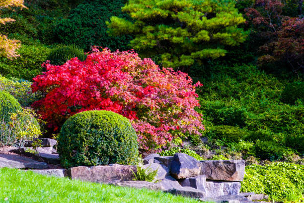 Japanese garden in autumn park