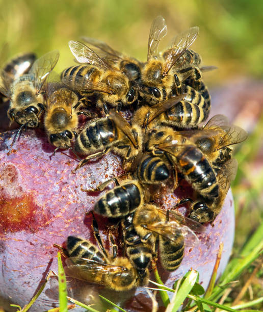 istock Bees or honeybees in latin Apis Mellifera on plum fruit 1365376201