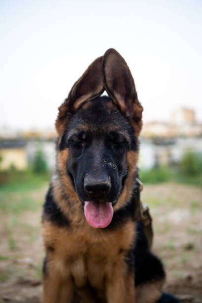 Portrait of a German Shepherd puppy. Walking in a residential area against the background of houses.