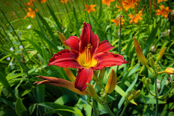 istock Red Day Lily flower (Hemerocallis fulva) in summer garden 1365376753