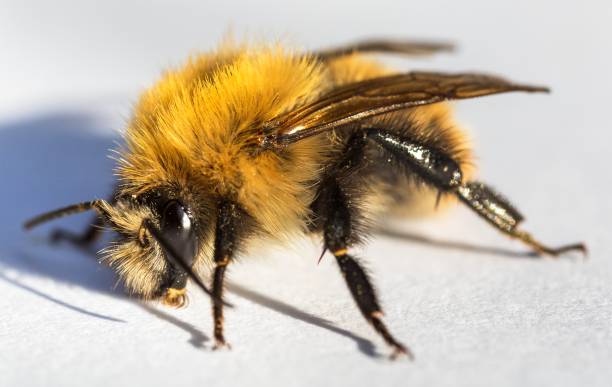istock bumblebee insect isolated on the white background 1365376787