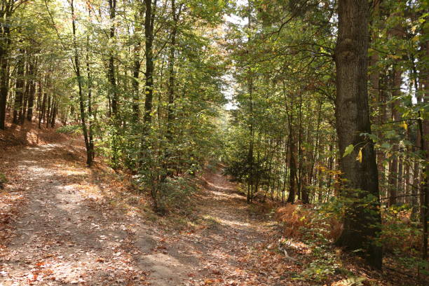 istock Sunny autumn day in Iserlohn 1365378090