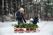 Young family lay a Christmas tree on a sled to take it home from winter forest