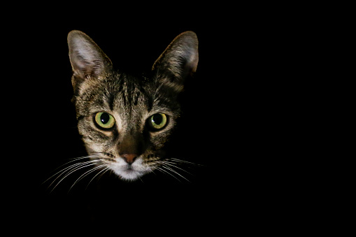 Banner with brown shorthair domestic tabby cat looking up in front of gray background.