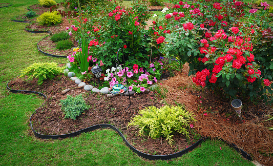 Roses bush on garden landscape. Beautiful flower garden with blooming seasonal flowers. Flexible lawn and garden plastic edging. Curvy lawn edge, Landscape design. North Carolina, USA.