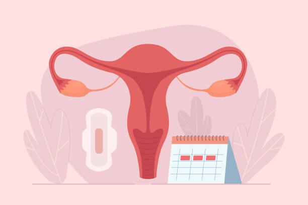 ilustrações de stock, clip art, desenhos animados e ícones de female menstrual cycle. menstruation calendar. tracking menstrual cycle. - menstruation tampon gynecological examination sex