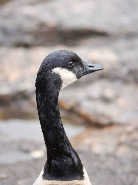 The head and neck of a goose