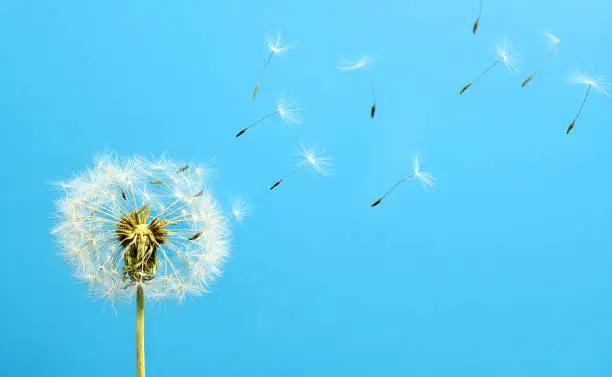 Dandelion with seeds blowing away in the wind over aqua blue sky background with copy space.