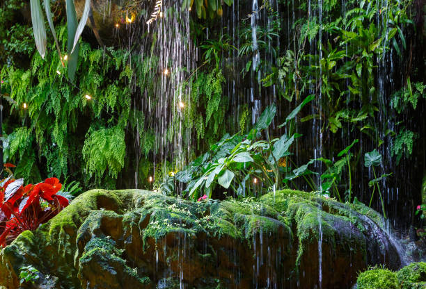 regentropfen vor dem hintergrund tropischer pflanzen - mystery forest ecosystem natural phenomenon stock-fotos und bilder