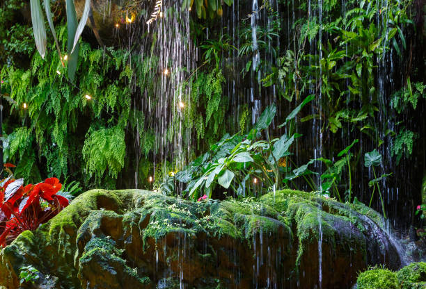 gotas de lluvia en el fondo de las plantas tropicales - rain monsoon rainforest storm fotografías e imágenes de stock