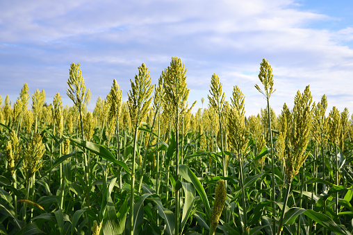 Millet grows in a field outdoors against the blue sky with clouds