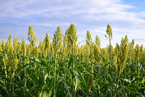 A photo of a vibrant country field in harvest