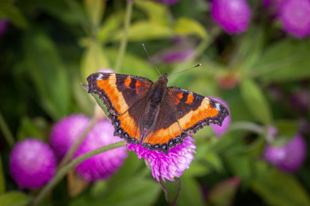 パピヨンプチバネス、(アグレミルベルティ)、ミルバートの亀甲またはファイアリムトートシェル。 - small tortoiseshell butterfly ストックフォトと画像