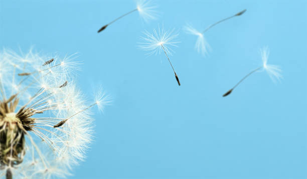 istock White dandelion with seeds flying away on a blue sky background, Close-up 1365382258