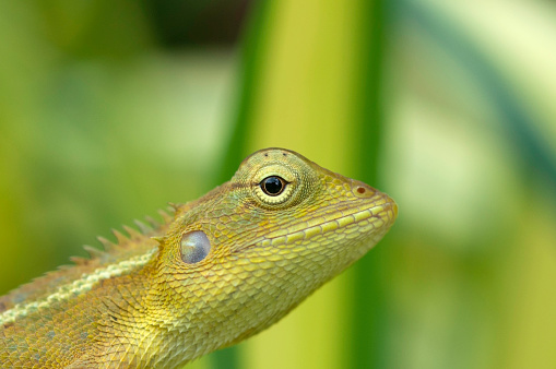 brown and beige bearded dragon on green leaf plant photo – Free Lizard Image on Unsplash brown and beige bearded dragon on green leaf plant photo – Free Lizard Image on Unsplash