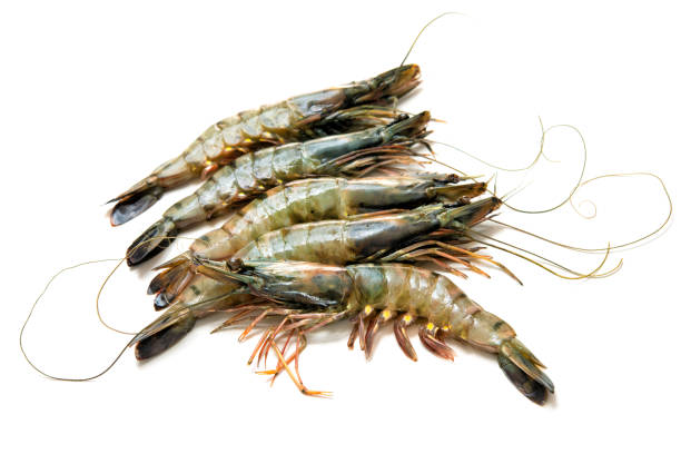 istock Black tiger shrimps isolated 1365384308