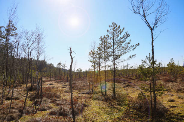 View of a young beautiful swamp. A plot of terrain characterized by excessive moisture, a hygrophilous living ground cover. Selective focus.