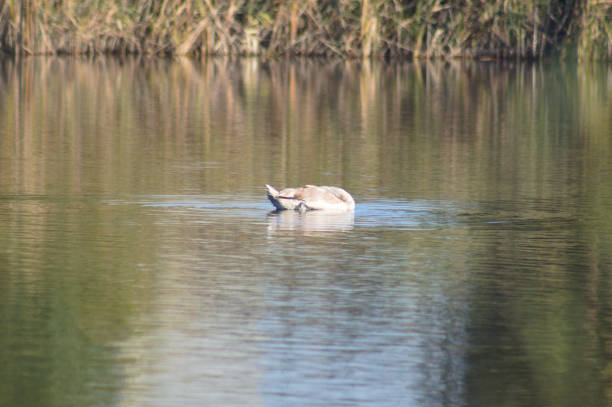 istock swan cleaning feathers closeup view with blurred reed reflected on water 1365385941
