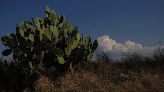 Tall green spiky cacti grow towards the sky