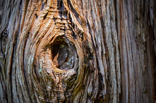 A tree bark having old wooden texture with a tree knot.
Shot Nikon D5100.