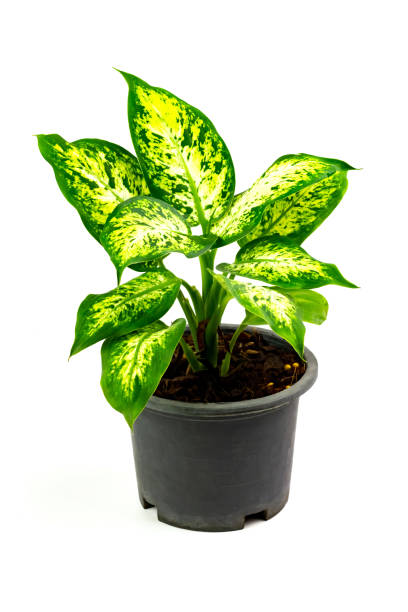 istock Ornamental plant aglaonema tree in black plastic pot isolated on white background. 1365388675