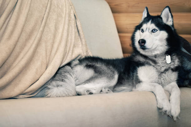 istock Husky dog imposing lies on the couch 1365392606