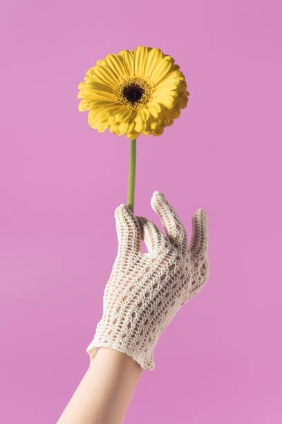 노란 꽃을 들고 레이스 장갑에 여성 손. 분홍색 배경에 최소한의 로맨틱 한 개념. 봄 미학. - lace gloves 뉴스 사진 이미지
