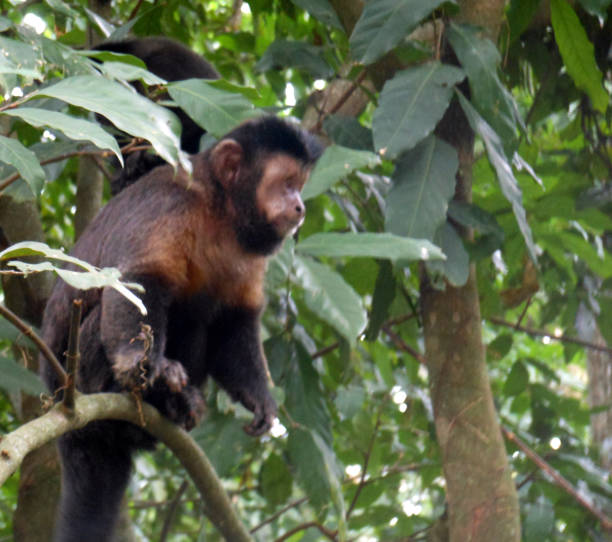 Macaco prego de crista hi-res stock photography and images - Alamy