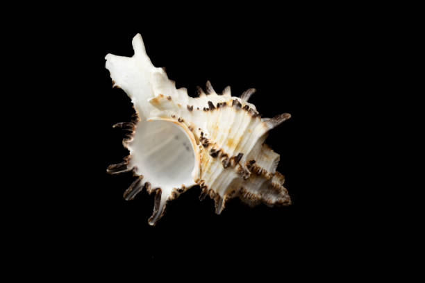 istock shell of a sea snail on a black background 1365396435