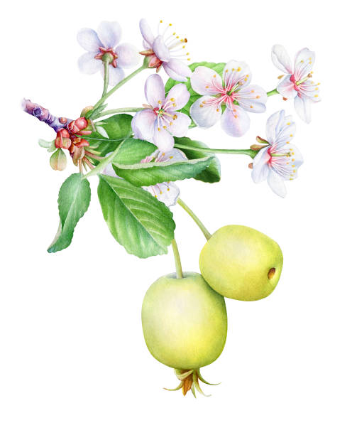 Blooming apple tree branch Watercolor illustration of blooming apple tree branch with flowers and small yellow apples apple blossom stock illustrations