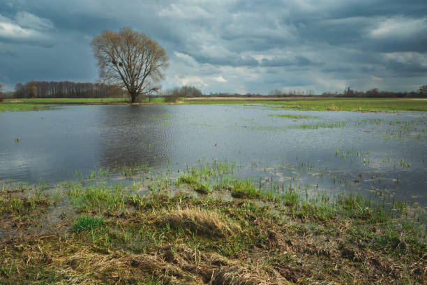 istock Flooded meadow and a tree on the horizon 1365400698