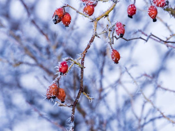 rowan clusters on the branches covered with snow stock photo - uncultivated meteorology weather sea imagens e fotografias de stock