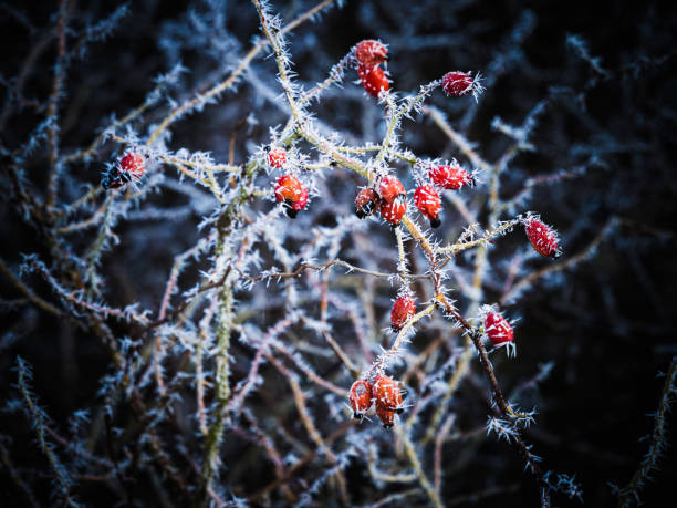 Rowan clusters on the branches covered with snow stock photo Red rowan in winter. Rowan clusters on the branches covered with ice and snow frozen rose stock pictures, royalty-free photos & images
