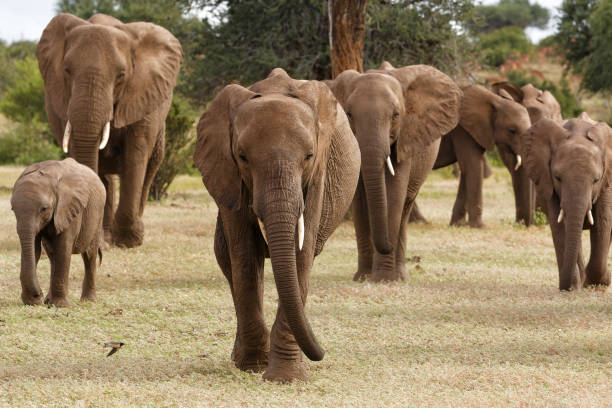 istock Elephant herd in Mashatu Game Reserve 1365402098