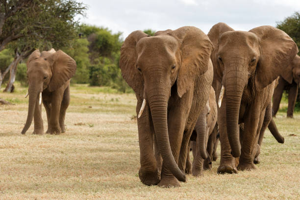 istock Elephant herd in Mashatu Game Reserve 1365402110