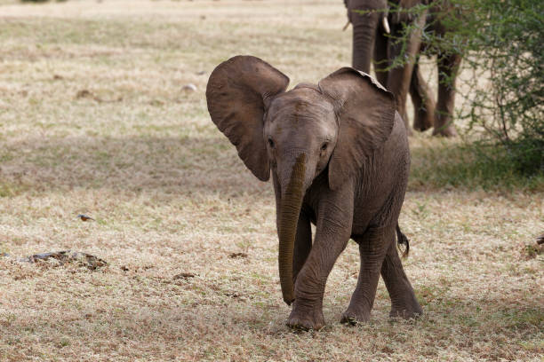 istock Elephant walking in Mashatu Game Reserve 1365402213