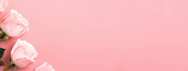 istock Valentine's Day design concept background with pink rose flower on pink background. 1365402497