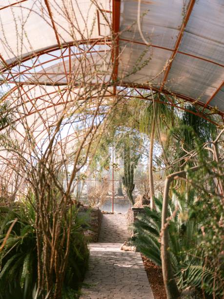 Greenhouse full of plants and cacti in San Miguel de Allende Botanical garden stock photo