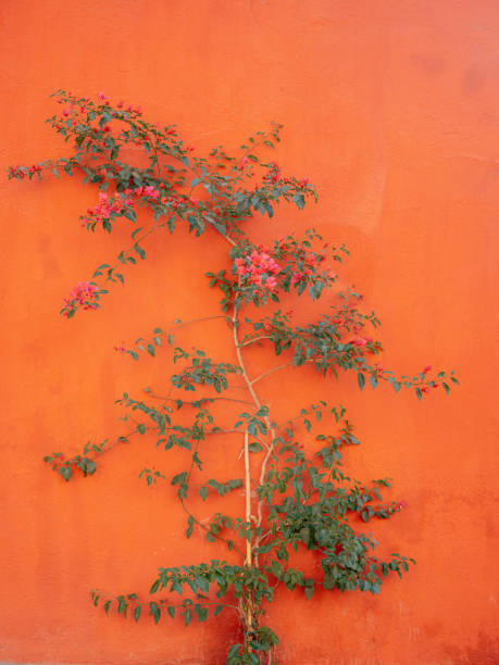 Plant against bright orange wall in park in San Miguel de Allende Mexico stock photo