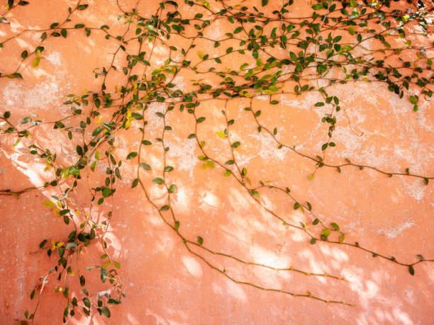 Green plant and leaves against a pink, coral background in San Miguel de Allende, Mexico stock photo
