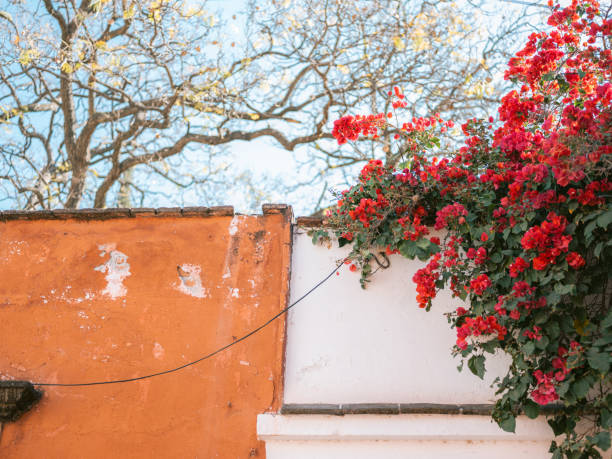 Flowers against colorful background in San Miguel de Allende, Mexico stock photo